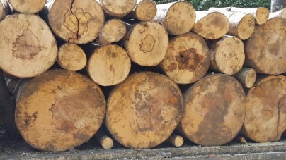 Infracțiune silvică în Ruscova; Mașina care transporta lemnele a agățat firele de electricitate de pe drumul public