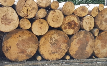 Autoutilitară care transporta ilegal lemne, indisponibilizată