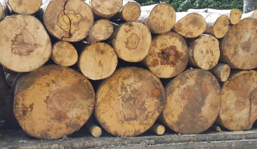 Arbori tăiați ilegal în Borșa, poliția caută făptașii