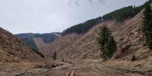 Ministrul Mediului face anunțul: În județul Maramureș cu toate că și acum suntem fruntași la tăieri ilegale nu există momentan condamnări! Situația pe 12 luni!