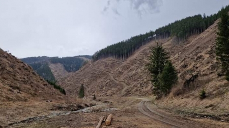 Ministrul Mediului face anunțul: În județul Maramureș cu toate că și acum suntem fruntași la tăieri ilegale nu există momentan condamnări! Situația pe 12 luni!