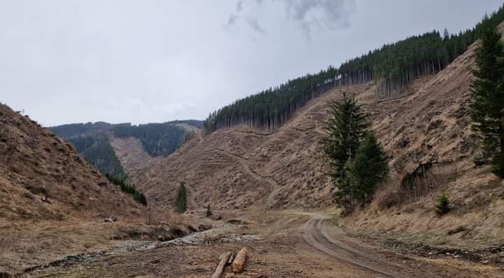 Ministrul Mediului face anunțul: În județul Maramureș cu toate că și acum suntem fruntași la tăieri ilegale nu există momentan condamnări! Situația pe 12 luni!