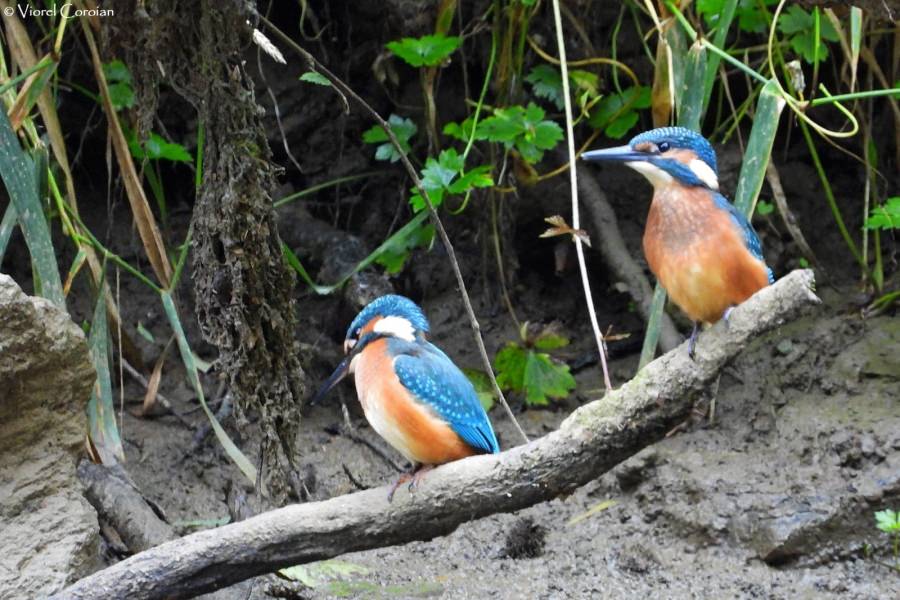 Frumusețile de la noi: Pescărașul albastru, minunăția din Maramureș care este o adevărată încântare, pentru iubitorii de natură. Iată totul despre viețuitoare!