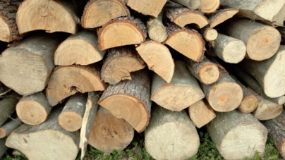 Doi angajați ai unui ocol silvic, reținuți