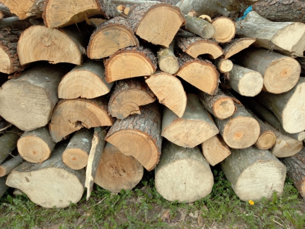 Doi angajați ai unui ocol silvic, reținuți