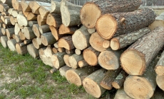 Doi bărbați, cercetați într-un dosar de infracțiuni silvice