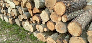 Doi bărbați, cercetați într-un dosar de infracțiuni silvice