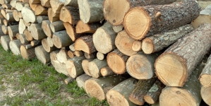 Doi bărbați, cercetați într-un dosar de infracțiuni silvice