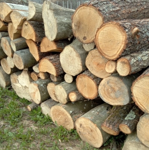 Doi bărbați, cercetați într-un dosar de infracțiuni silvice