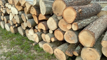 Cercetat după ce a tăiat ilegal mai mulți arbori