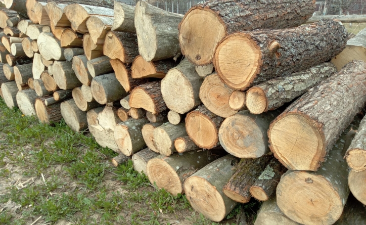 Cercetat după ce a tăiat ilegal mai mulți arbori