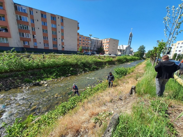Inițiativă lăudabilă în Baia-Sprie: În orașul maramureșean apele montane începând de acum sunt populate cu păstrăv. Detalii despre această acțiune!