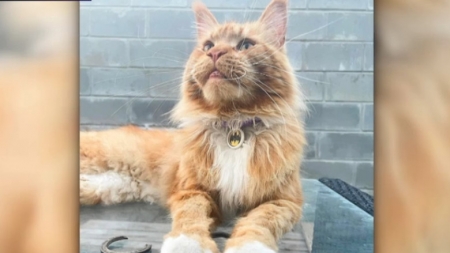 Un motan furat de ruși din Bucha și dus în Belarus s-a întors la familia sa după 80 de zile