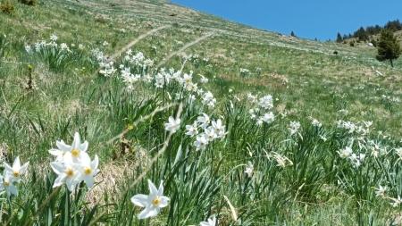 Parcul Național Munții Rodnei: Lângă culmile Maramureșului, foarte aproape de noi, o adevărată minunație a naturii! Narcisele își arată frumusețea!