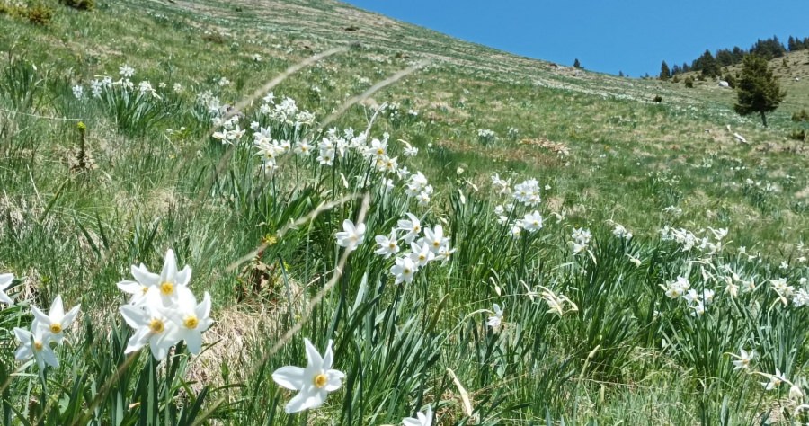 Parcul Național Munții Rodnei: Lângă culmile Maramureșului, foarte aproape de noi, o adevărată minunație a naturii! Narcisele își arată frumusețea!