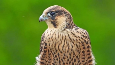 Frumuseți de la noi: Șoimul călător, minunăția din Maramureș care e o adevărată încântare pentru iubitorii de mediu. Iată totul despre viețuitoare!