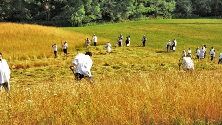 Mișcare, socializare și voie bună: A fost clacă de coasă între Ocoliș și Groși