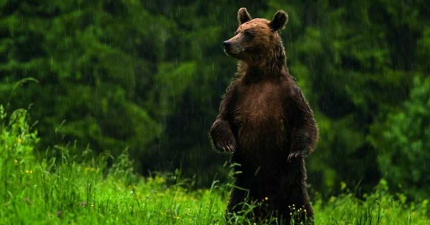 Recomandările jandarmilor pentru a se evita atacurile urşilor