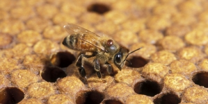 Albinele pot fi considerate pești în California