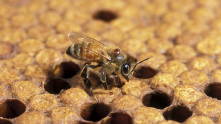 Albinele pot fi considerate pești în California