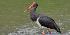 Frumuseți de la noi: Avem în Maramureș o frumusețe de specie din țara noastră care vine mereu în sezon estival la noi! Barza neagră e o splendoare!