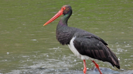 Frumuseți de la noi: Avem în Maramureș o frumusețe de specie din țara noastră care vine mereu în sezon estival la noi! Barza neagră e o splendoare!