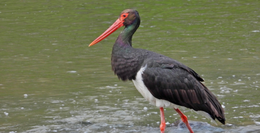 Frumuseți de la noi: Avem în Maramureș o frumusețe de specie din țara noastră care vine mereu în sezon estival la noi! Barza neagră e o splendoare!