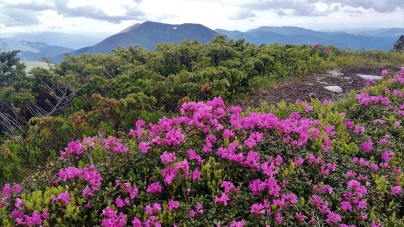 Frumusețile de la noi: În munții Maramureșului este spectacolul de culoare și mireasmă specială! A înflorit bujorul de munte! Iată și fotografiile!