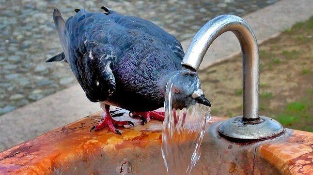 Cod roșu de arșiță: În județul Maramureș atenționarea meteorologică de caniculă este valabilă aproape toată săptămâna în curs! Anunțul emis de ANM!