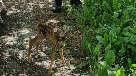 Un pui de căprior a fost salvat la momentul potrivit; Acesta era singur pe marginea unui drum public