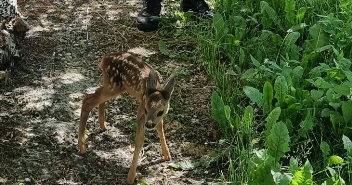 Un pui de căprior a fost salvat la momentul potrivit; Acesta era singur pe marginea unui drum public