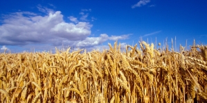 Chesnoiu: România este departe de o criză alimentară. Chiar și în cel mai secetos an, fermierii au reușit să asigure necesarul de grâu
