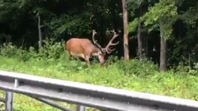 Frumusețile de la noi: Trebuie în Maramureș să protejăm cu adevărat acele naturale minunății care ne încântă privirea! Cum putem ajuta splendoarea!