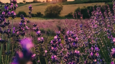 În Șomcuta Mare începe FestivALU’ Lavandei