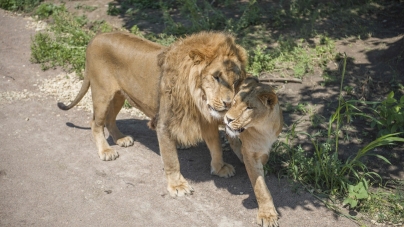 Operațiunea de salvare a celor nouă lei din Odesa. Cum au fost aduse animalele exotice în România de un aventurier din Africa de Sud