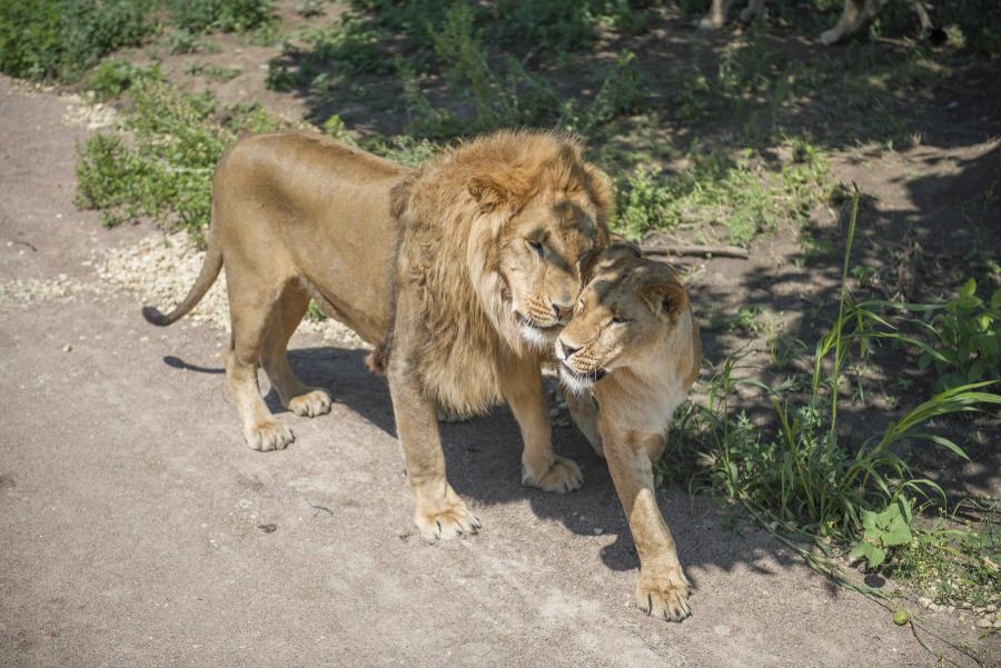Operațiunea de salvare a celor nouă lei din Odesa. Cum au fost aduse animalele exotice în România de un aventurier din Africa de Sud