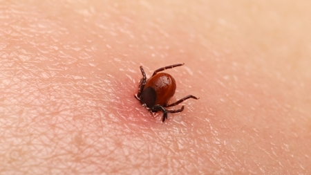 Sfaturi utile pentru toți: În județul Maramureș anunț important al responsabililor în domeniul sănătății publice! Mușcăturile de căpușe și remedii!