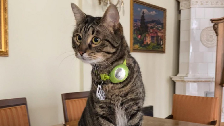 Cum a pus stăpânire o pisică pe primăria unui oraș din Ucraina. Participă acum la toate ședințele și întâlnirile oficiale