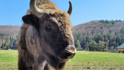 E proiect cu potențial: În județul Maramureș se dorește acum amenajarea unei rezervații speciale pentru zimbri. În care localitate ar fi realizată!