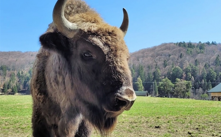 E proiect cu potențial: În județul Maramureș se dorește acum amenajarea unei rezervații speciale pentru zimbri. În care localitate ar fi realizată!