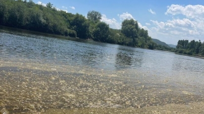 Anunț Oficial Apele Române: Și în Maramureș mesaj important emis acum de personalul specializat! Alge prezente pe mai multe sectoare ale Someșului!