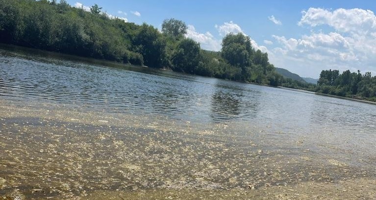 Anunț Oficial Apele Române: Și în Maramureș mesaj important emis acum de personalul specializat! Alge prezente pe mai multe sectoare ale Someșului!