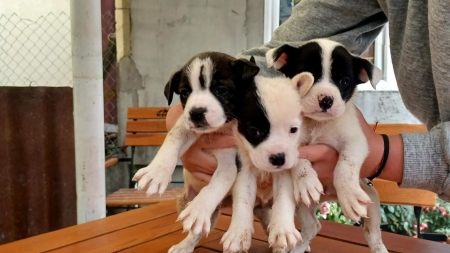 Fă viața mai frumoasă: Fight For Animals Baia Mare, activa asociație care susține prietenii blănoși, organizează târg de adopții, colectă de hrană!