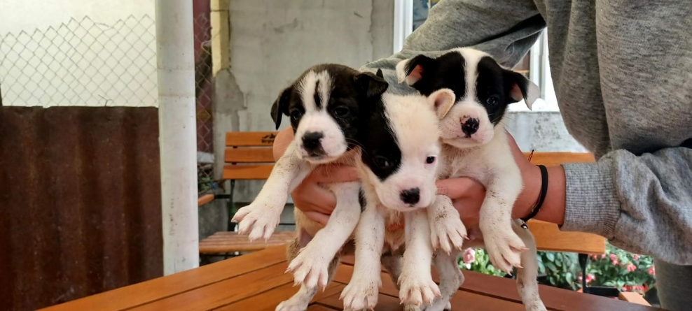 Fă viața mai frumoasă: Fight For Animals Baia Mare, activa asociație care susține prietenii blănoși, organizează târg de adopții, colectă de hrană!