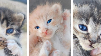 Doar pentru adopție responsabilă: Abandonați, trei puiuți de pisică își caută o familie iubitoare! Găsiți în șanț, ei merită îngrijiți cu tandrețe!