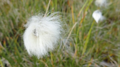 Frumusețile de la noi: Crește în aria montană maramureșeană și este o adevărată minunăție a florei noastre naturale! Iată totul despre bumbăcăriță!