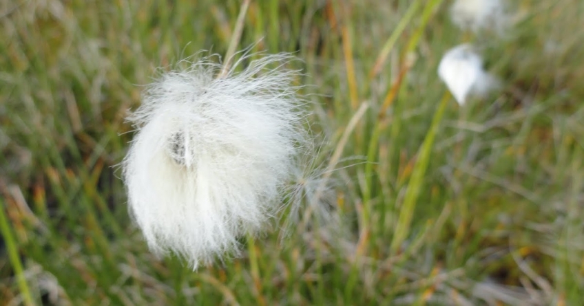 Frumusețile de la noi: Crește în aria montană maramureșeană și este o adevărată minunăție a florei noastre naturale! Iată totul despre bumbăcăriță!