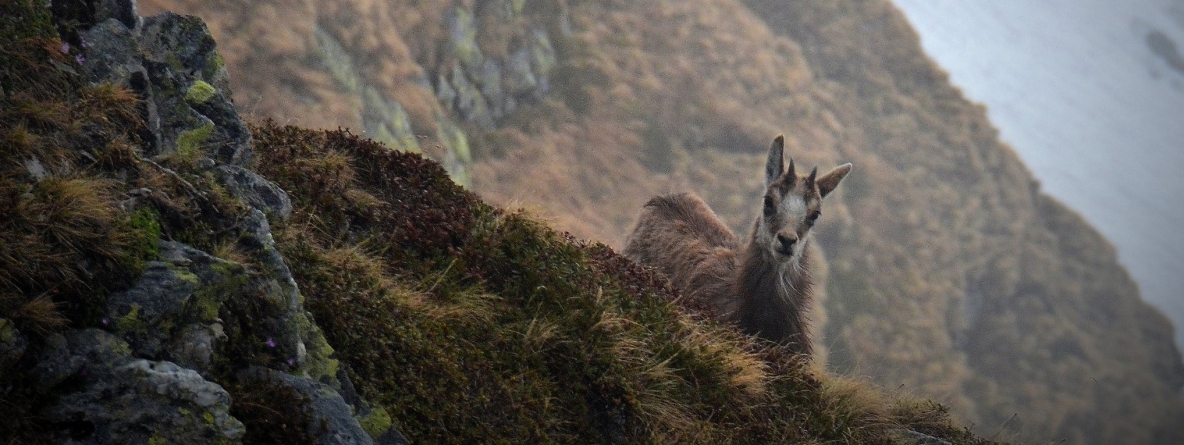 Frumuseți de la noi: Avem în aria montană maramureșeană o minunăție și adevărată încântare; Un simbol pentru natură. Iată totul despre viețuitoare!