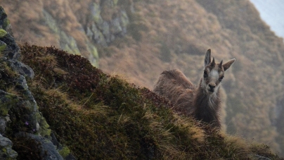 Frumuseți de la noi: Avem în aria montană maramureșeană o minunăție și adevărată încântare; Un simbol pentru natură. Iată totul despre viețuitoare!