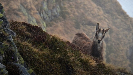 Frumuseți de la noi: Avem în aria montană maramureșeană o minunăție și adevărată încântare; Un simbol pentru natură. Iată totul despre viețuitoare!